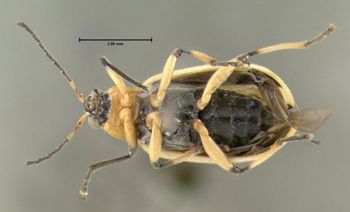 Media type: image;   Entomology 613220 Aspect: habitus ventral view